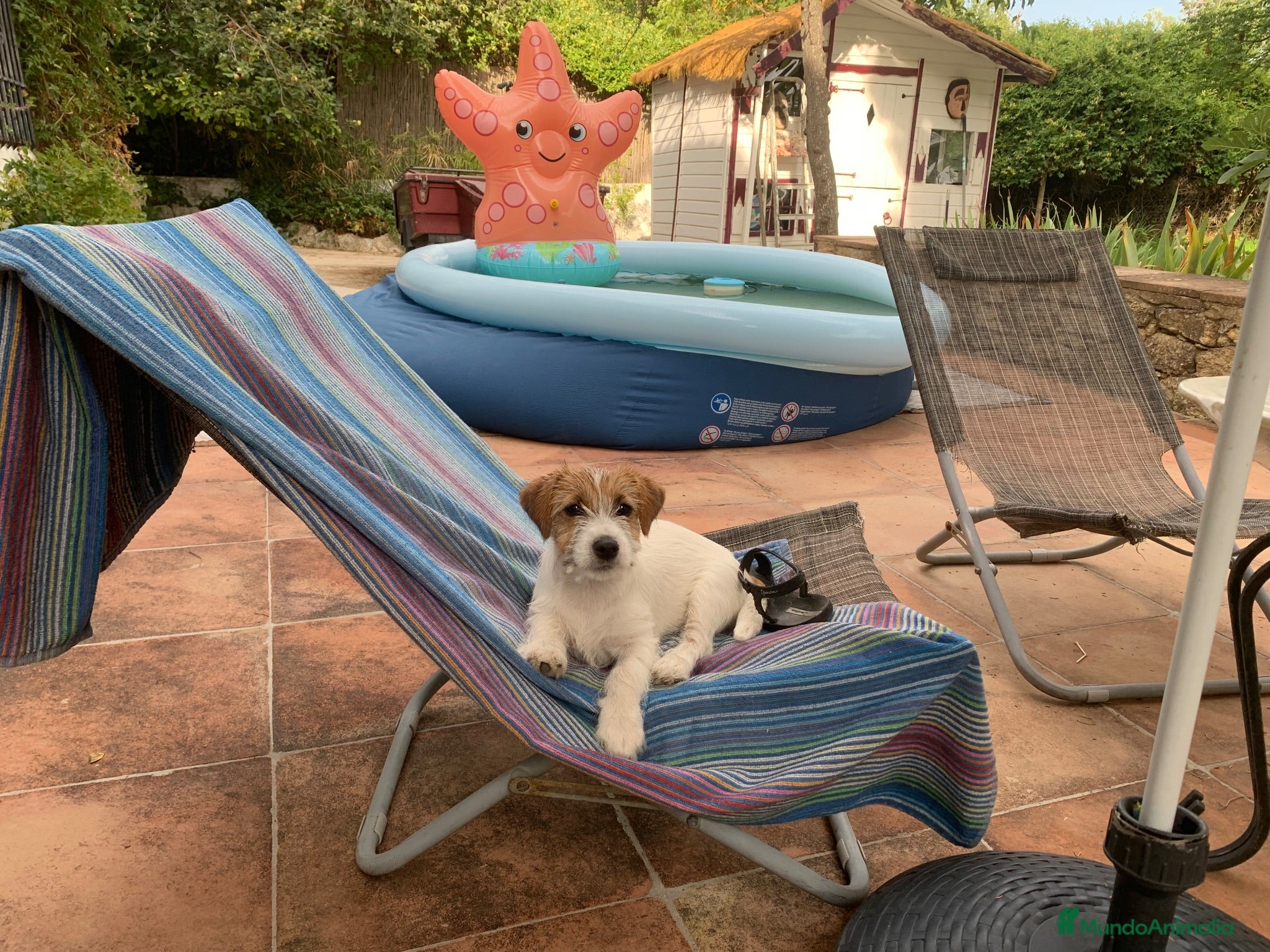 Jack Russell Terrier perros Preciosas hembras de Jack Russell Terrier Broken - Anuncio 5