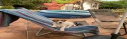 Jack Russell Terrier perros en venta: Preciosas hembras de Jack Russell Terrier Broken - Anuncio 1