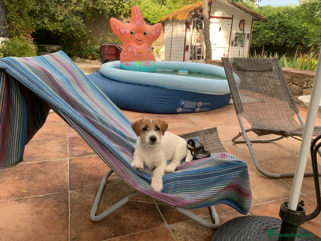 Jack Russell Terrier perros en venta: Preciosas hembras de Jack Russell Terrier Broken - Anuncio 1