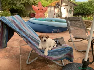 Jack Russell Terrier perros Preciosas hembras de Jack Russell Terrier Broken - Anuncio 5