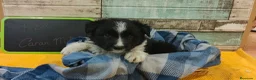 Border Collie perros en venta: Disponibles Border Collie - Entrega en septiembre - Anuncio 6