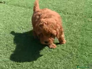 Caniche Toy perros Cachorros raza Caniche en Granada - Anuncio 6