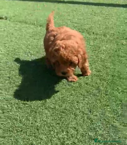 Caniche Toy perros Cachorros raza Caniche en Granada - Anuncio 4