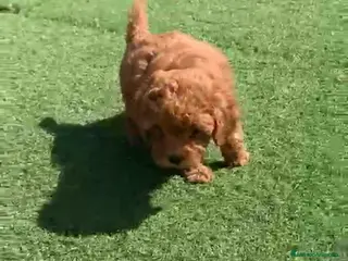 Caniche Toy perros Cachorros raza Caniche en Granada - Anuncio 7