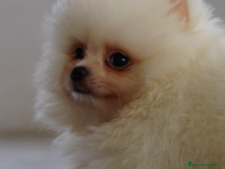 Pomerania perros - Anuncio 20