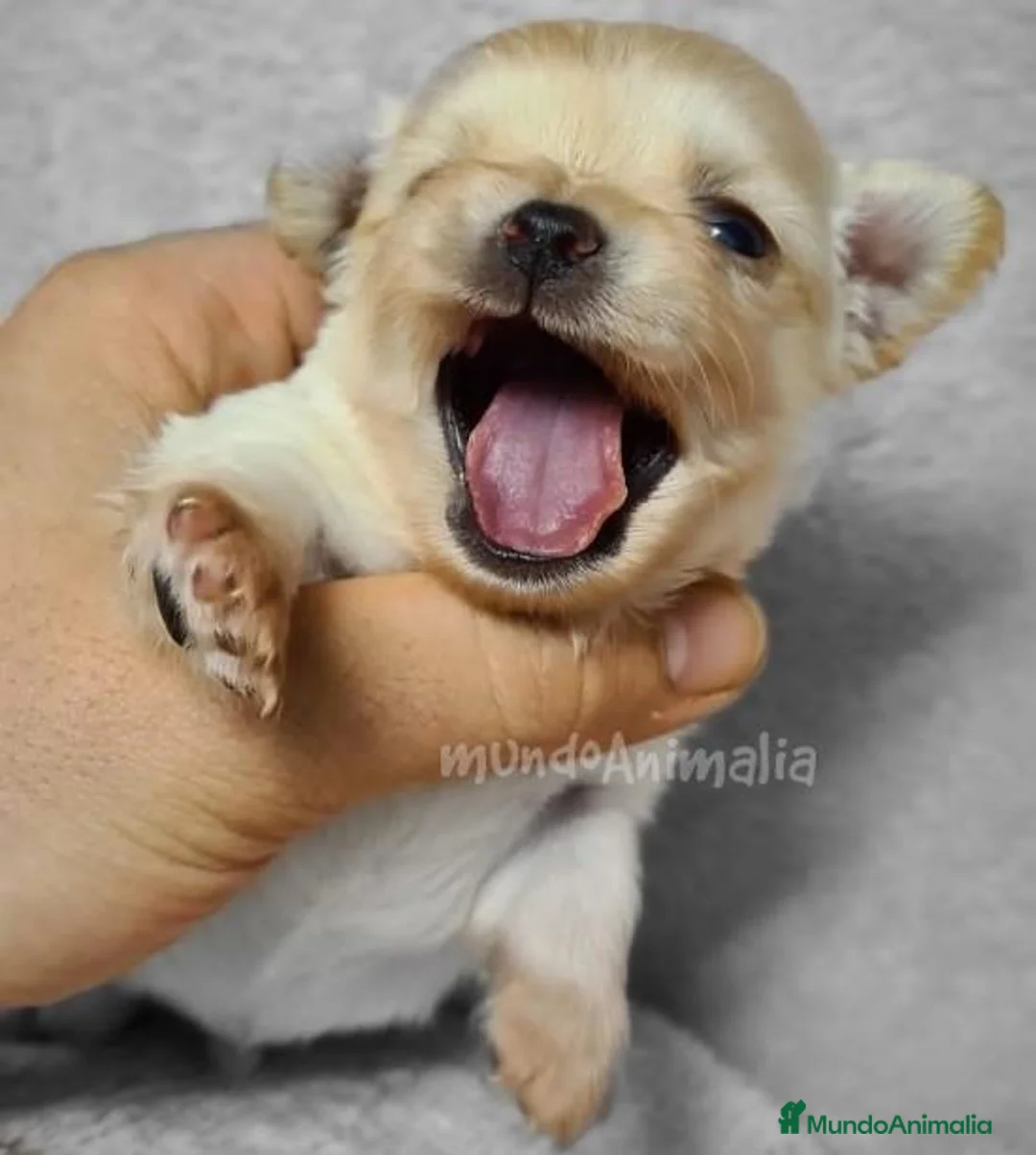 Imagen de galería {{count}}