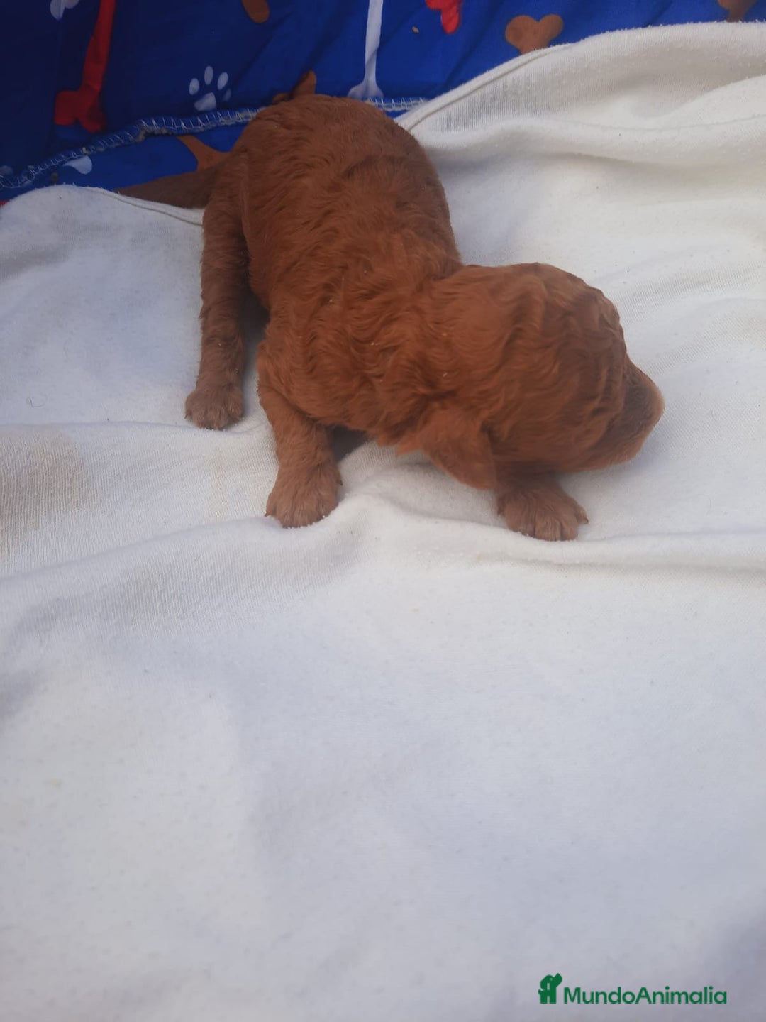 Caniche Toy perros en venta: Espectacular camada de caniches toys rojos machos  - Anuncio 2