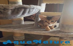 Abisinio gatos en venta: Camada Abisinio de Santa AQUANATURA - Imagen 2