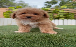 Raza Mixta perros en venta: CANICHE MACHO - Imagen 11