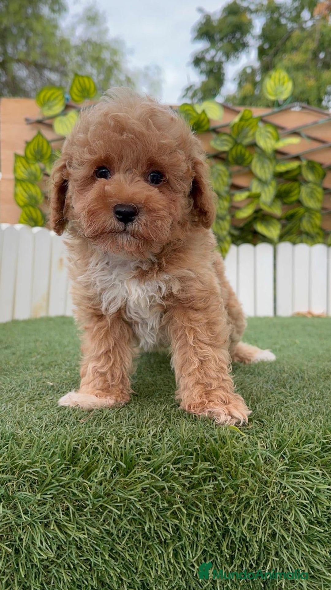 Raza Mixta perros en venta: CANICHE MACHO - Imagen 11