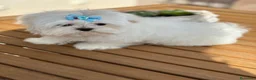Bichón Maltés perros en venta: Bichon maltés!!! - Anuncio 1