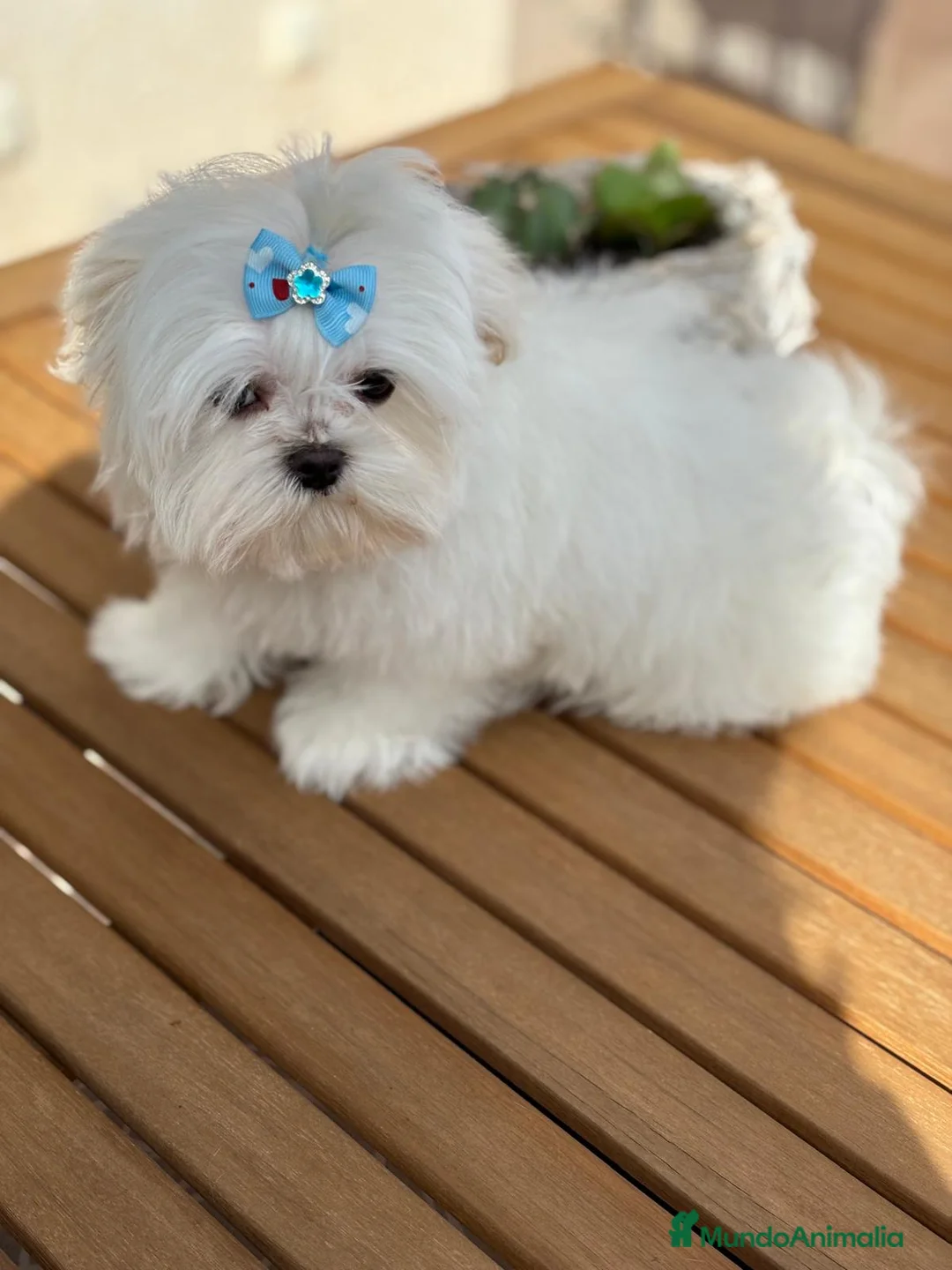 Bichón Maltés perros en venta: Bichon maltés!!! - Anuncio 1