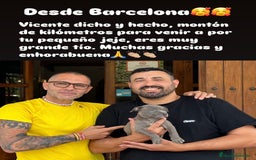 American Staffordshire-Terrier perros en venta: American Stanford (transparencia) - Anuncio 2