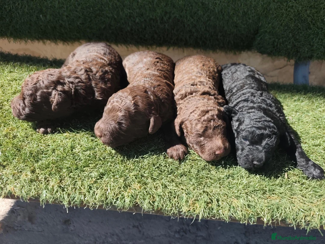 Perro de Agua Español perros en venta: Cachorros perros de agua en Zaragoza - Anuncio 1