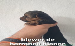 Biewer Yorkshire Terrier a la Pom Pon perros en venta: Biewer y golden con pedigree - Imagen 8