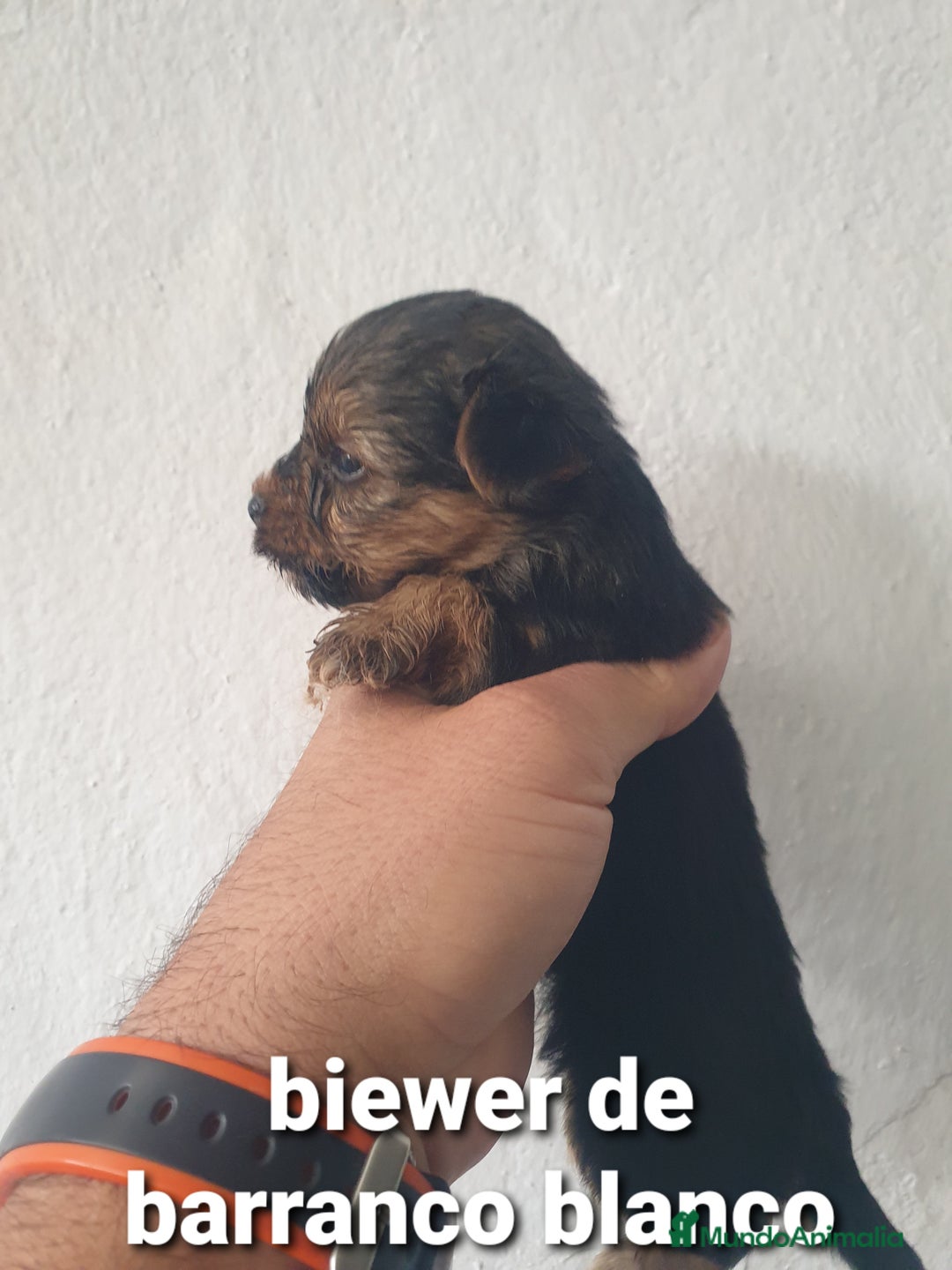 Biewer Yorkshire Terrier a la Pom Pon perros en venta: Biewer y golden con pedigree - Imagen 8
