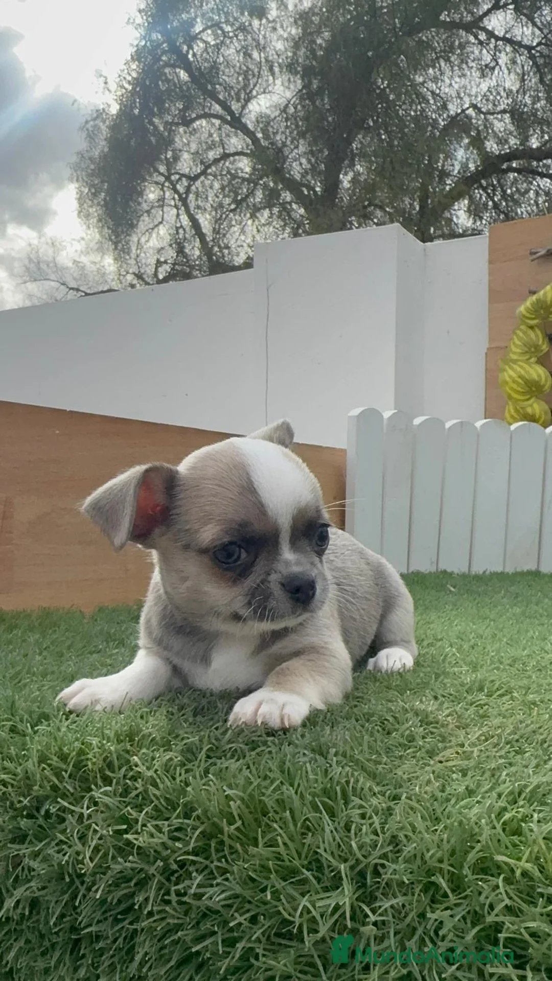 Chihuahua perros en venta: CHIHUAHUA - Anuncio 2