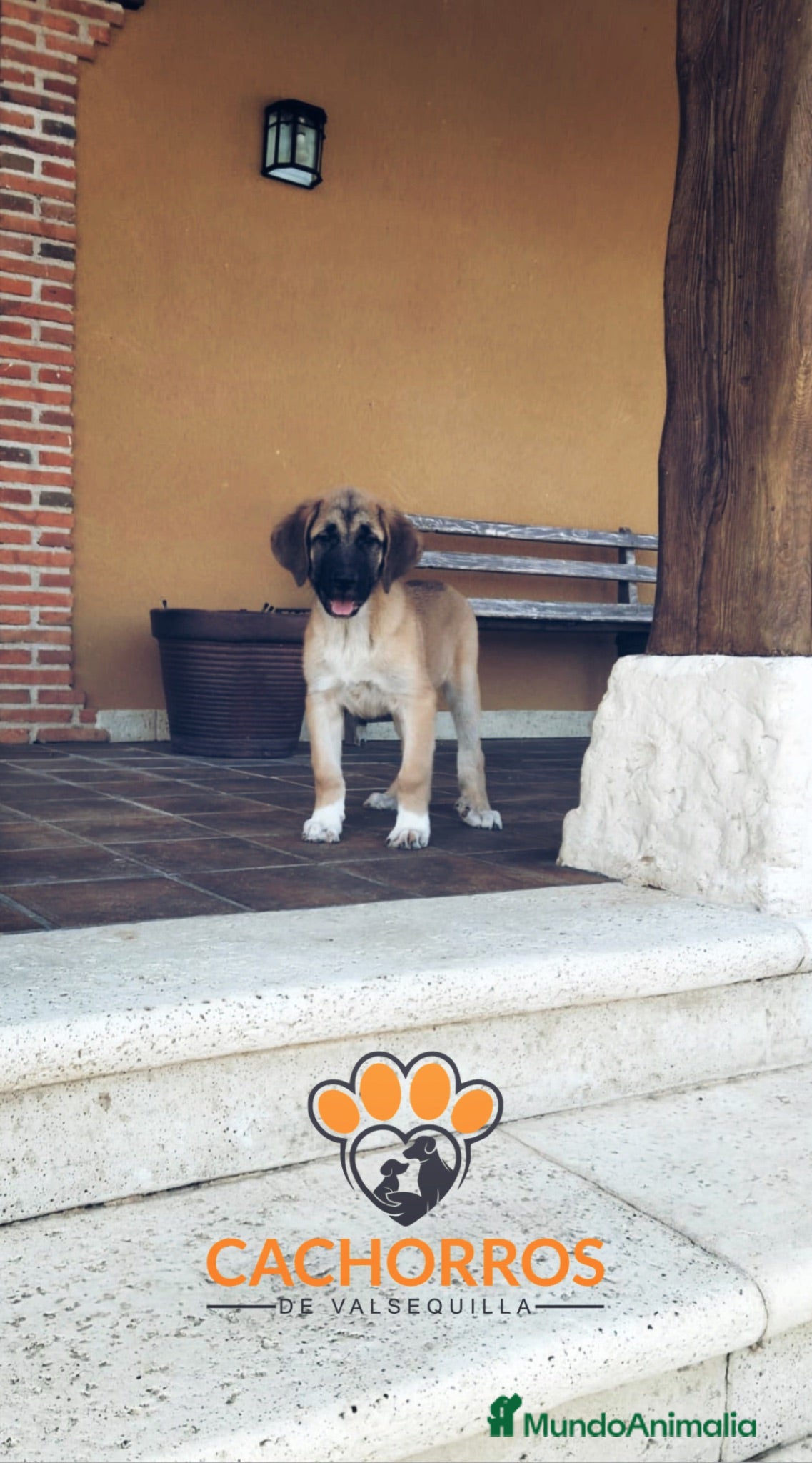 Mastín Español perros Mastin  - Anuncio 2