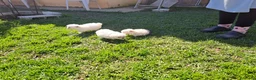 Bichón Maltés perros en venta: Bichon maltes  - Anuncio 3