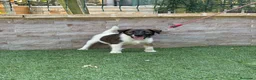 Fox Terrier de Pelo Liso perros en venta: Cachorra fox pelo liso - Anuncio 8
