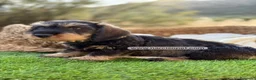 Teckel Miniatura perros en venta: TECKEL PELO DURO 2 MESES - Anuncio 3