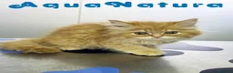 Persa gatos en venta: Persa Chinchilla Macho 6791 AQUANATURA - Anuncio 4