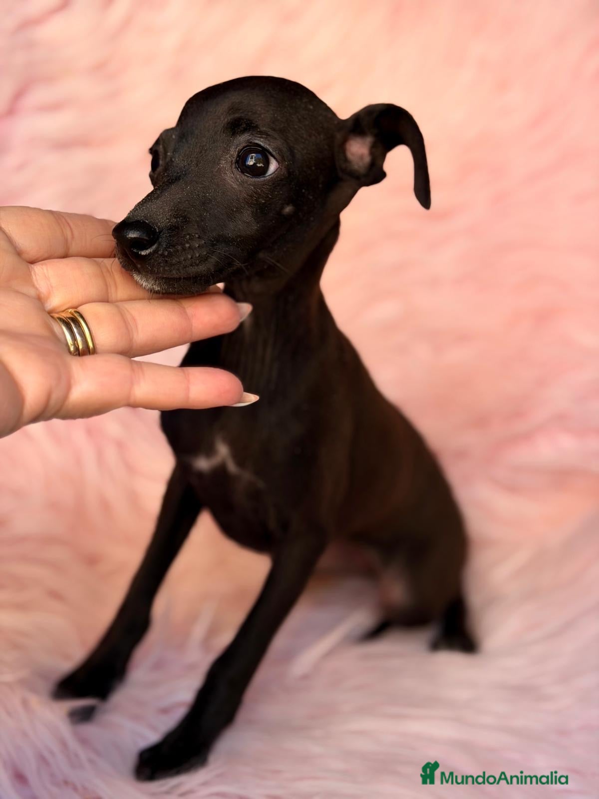 Pequeño Lebrel Italiano perros en venta: Piccolo hembra  (pequeño lebrel italiano) - Anuncio 3