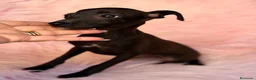 Pequeño Lebrel Italiano perros en venta: Piccolo hembra  (pequeño lebrel italiano) - Anuncio 1
