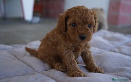 Caniche Toy perros en venta: 🐾 Atom – Caniche Toy rojo ❤️ - Imagen 5