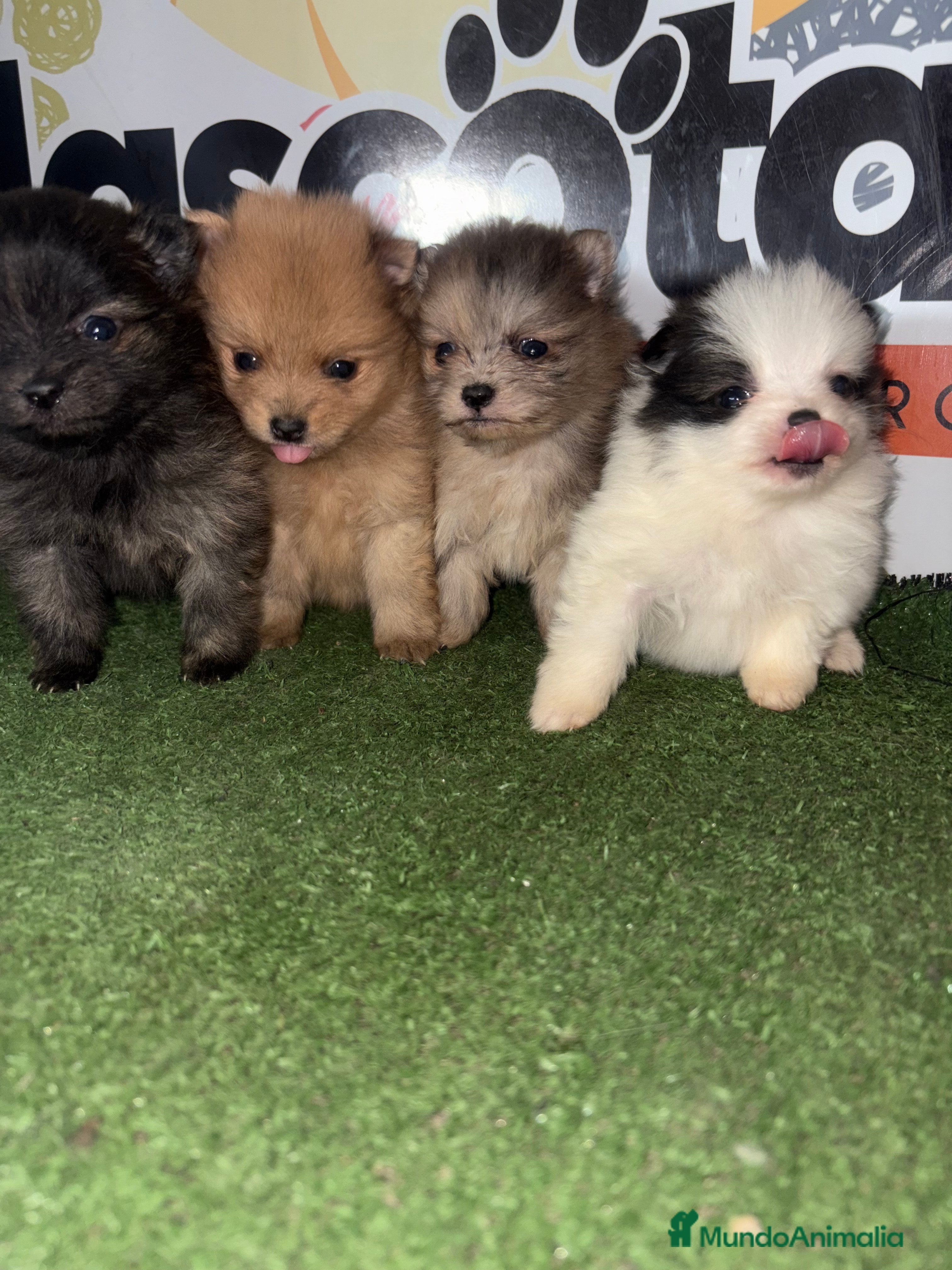 Pomerania perros POMERANIA  en Murcia - Anuncio 7