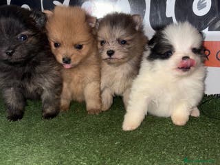 Pomerania perros POMERANIA en Murcia - Anuncio 7