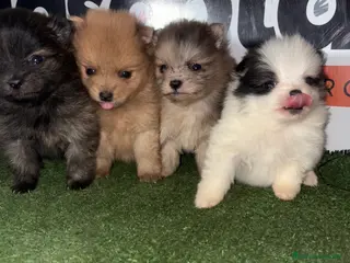 Pomerania perros POMERANIA en Murcia - Anuncio 2