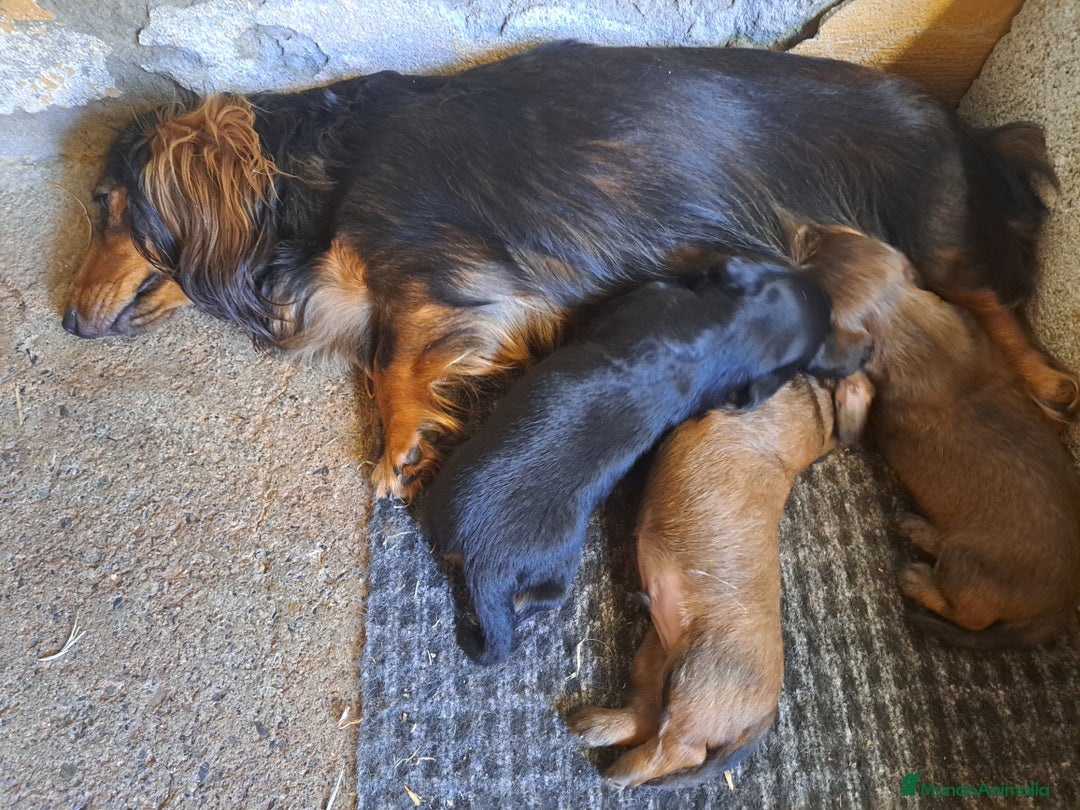 Teckel perros en venta: Teckel de pelo largo - Imagen 3