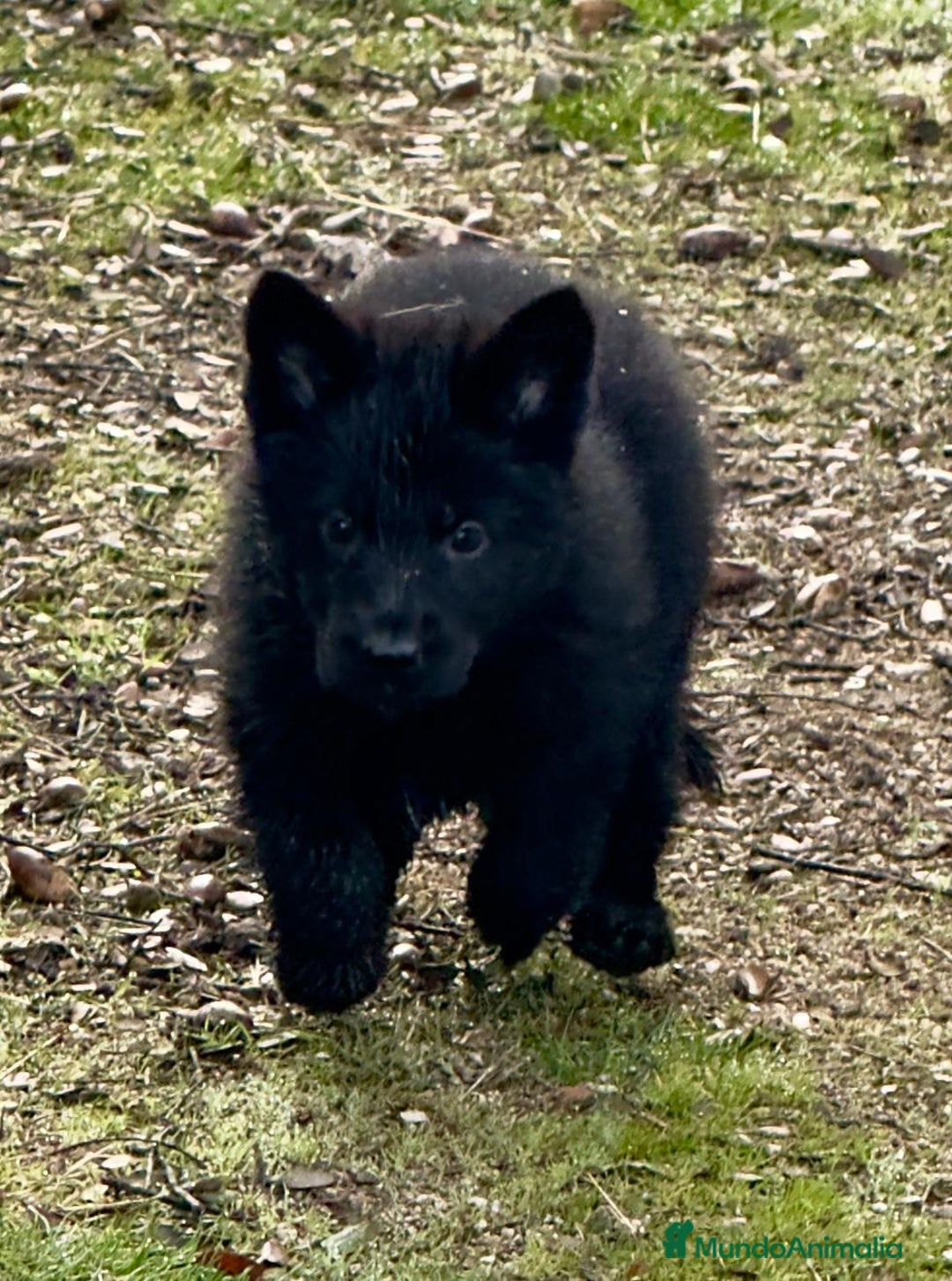Pastor Alemán perros en venta: Pastores alemanes belleza , 100% líneas alemanas - Anuncio 9
