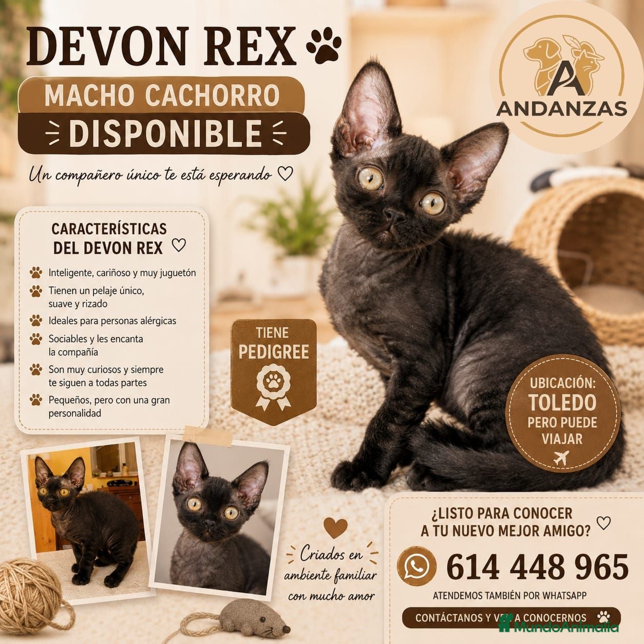 Devon Rex gatos Preciosos cachorros Devon Rex - Anuncio 2