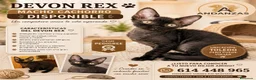 Devon Rex gatos en venta: Preciosos cachorros Devon Rex - Anuncio 2
