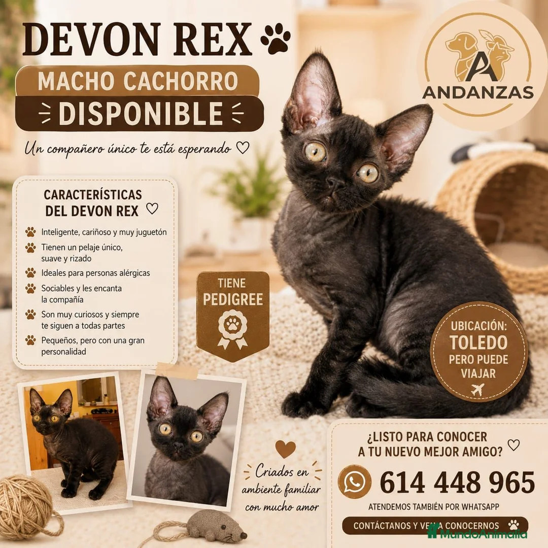Devon Rex gatos en venta: Preciosos cachorros Devon Rex - Anuncio 2
