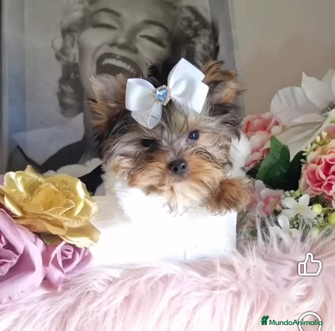 Yorkshire Terrier perros en venta: Yorkshire terrier - Anuncio 5