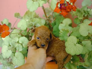 Caniche Toy perros Caniche toy - Anuncio 1