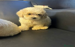 Maltipoo perros en venta: Maltipoo - Imagen 1