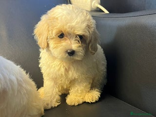 Maltipoo perros - Anuncio 2