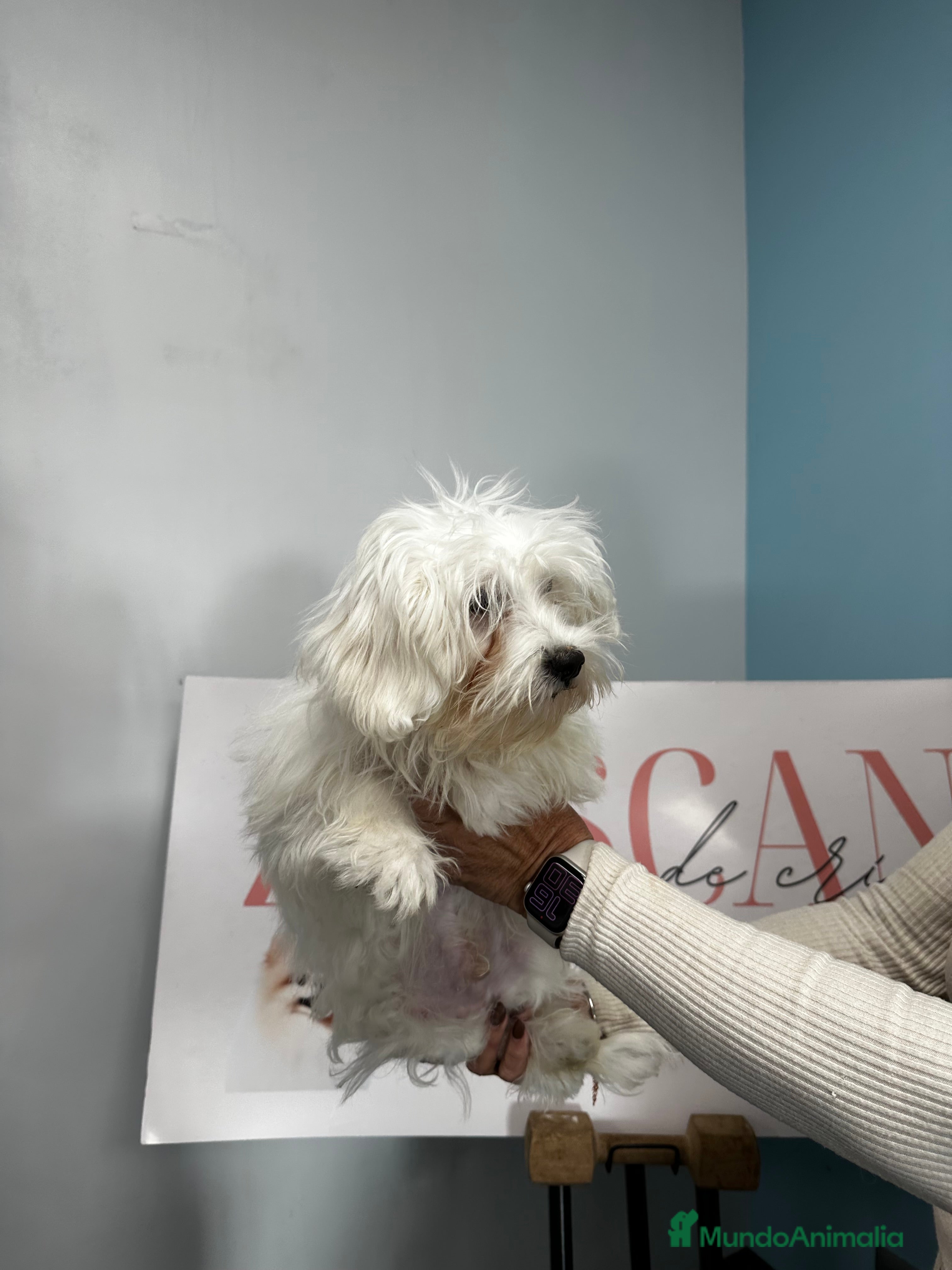 Bichón Maltés perros Precioso machito Bichón maltés - Anuncio 2