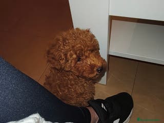 Caniche Toy perros Caniche Toy en Murcia - Anuncio 10