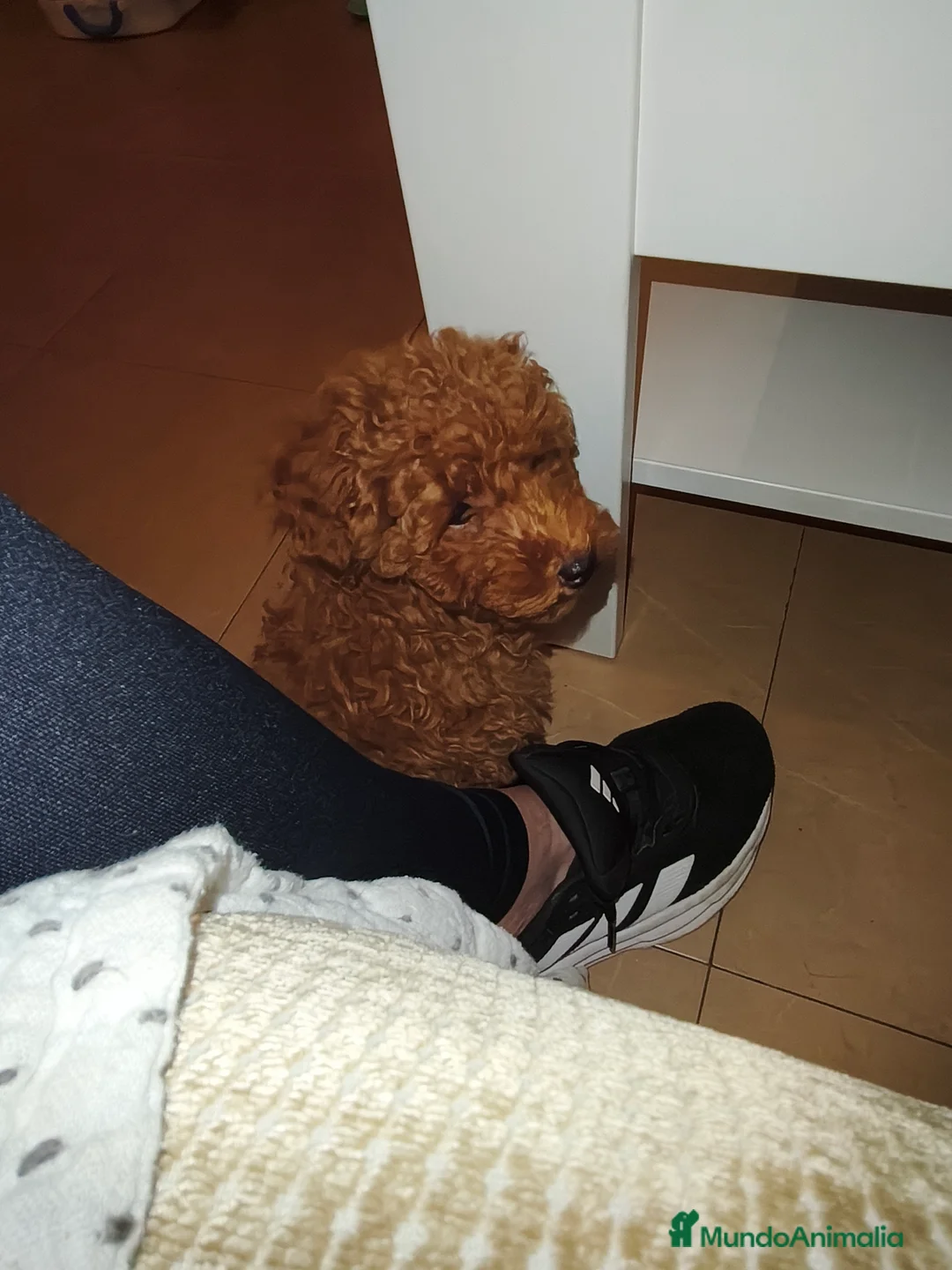 Caniche Toy perros en venta: Caniche Toy en Murcia - Anuncio 1