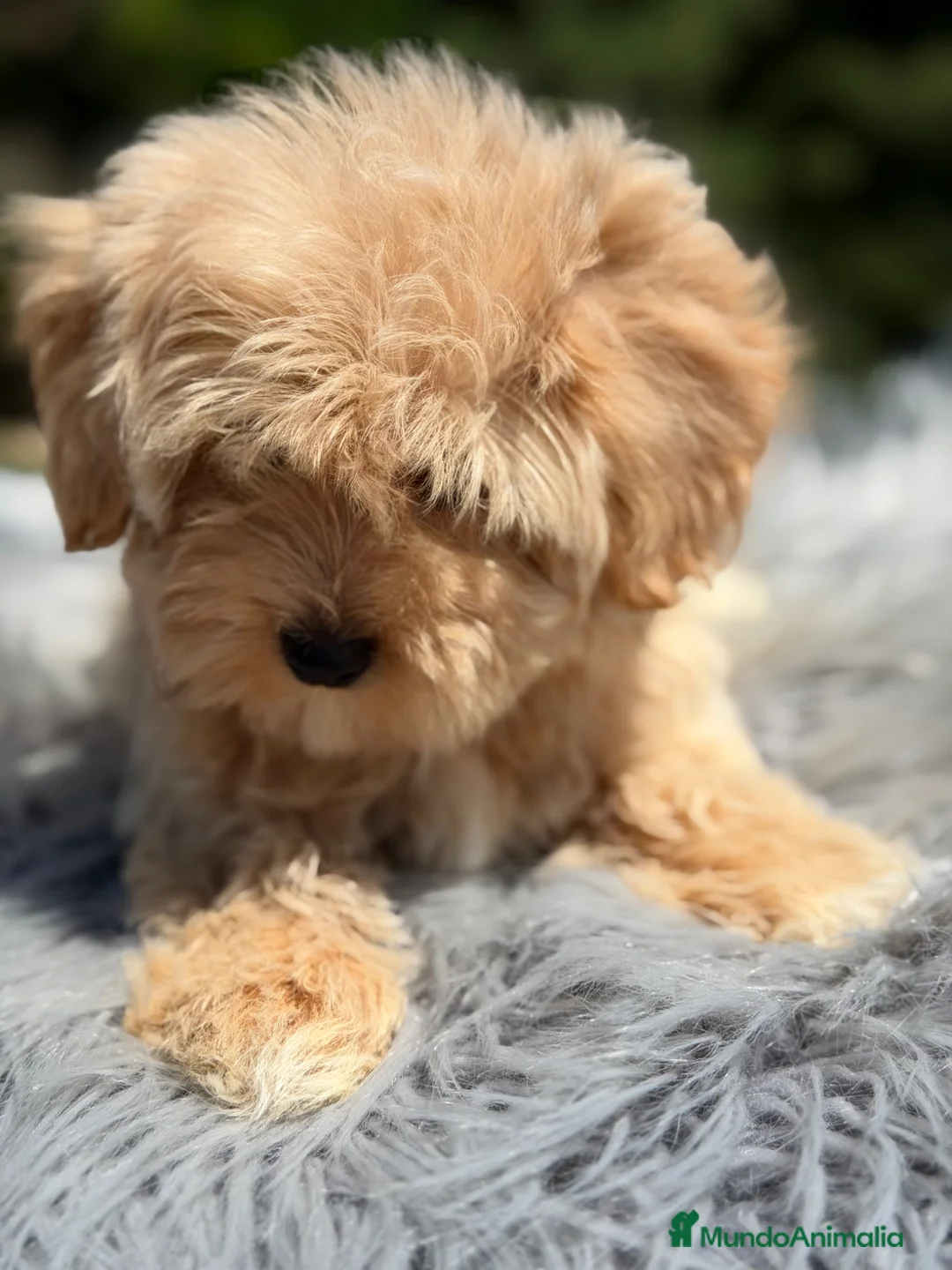 Maltipoo perros en venta: Maltipoo macho Toy  - Anuncio 2