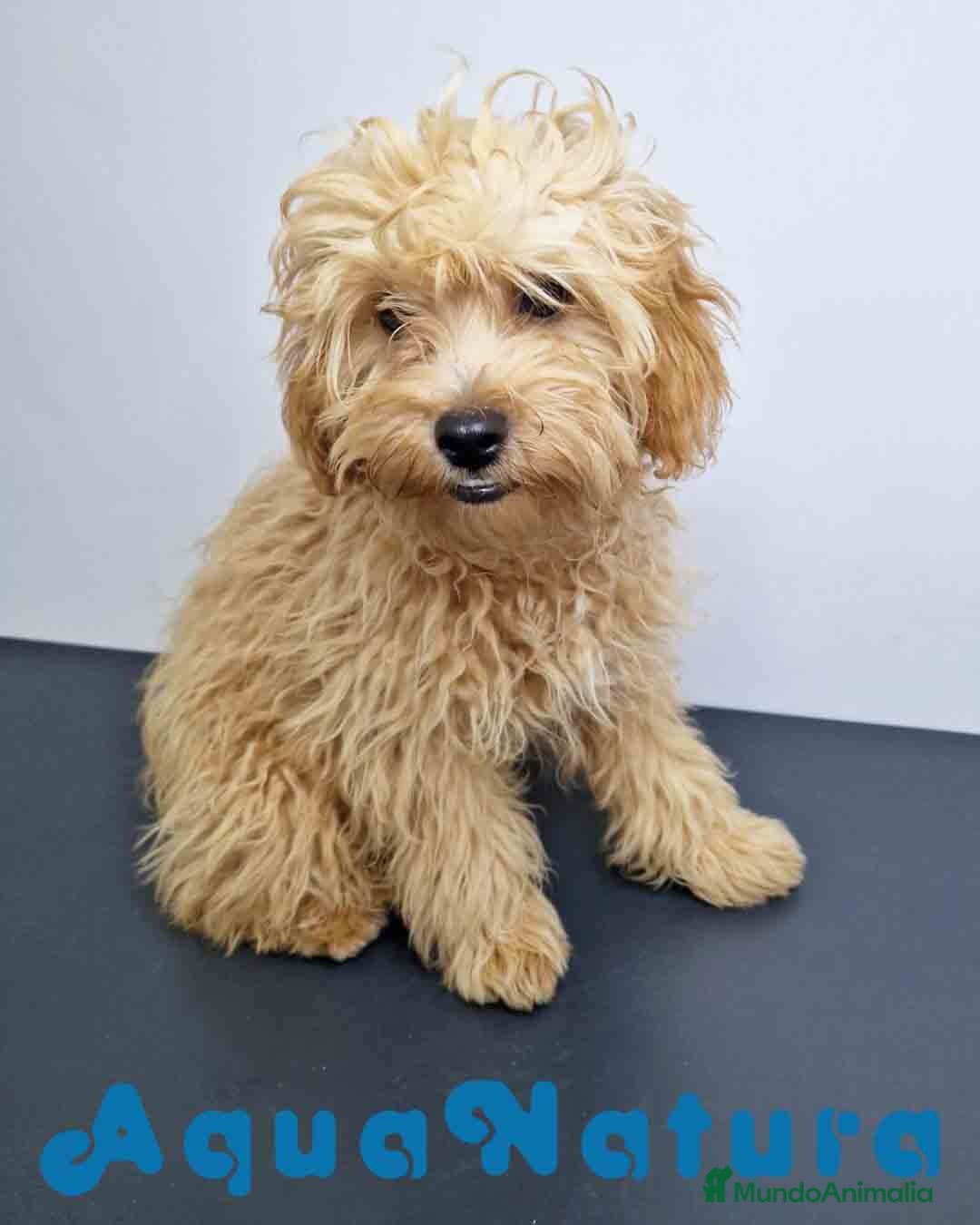 Caniche Enano perros Havapoo Macho Apricot de Haya y Can AQUANATURA en Barcelona - Anuncio 21