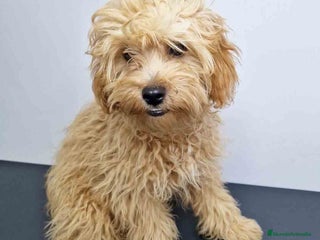 Caniche Enano perros en Barcelona - Anuncio 2