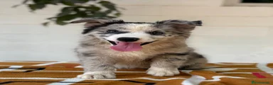 Border Collie hembra blue merle