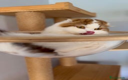 Scottish Fold gatos en venta: Se regala gata Scottish Fold  - Imagen 3