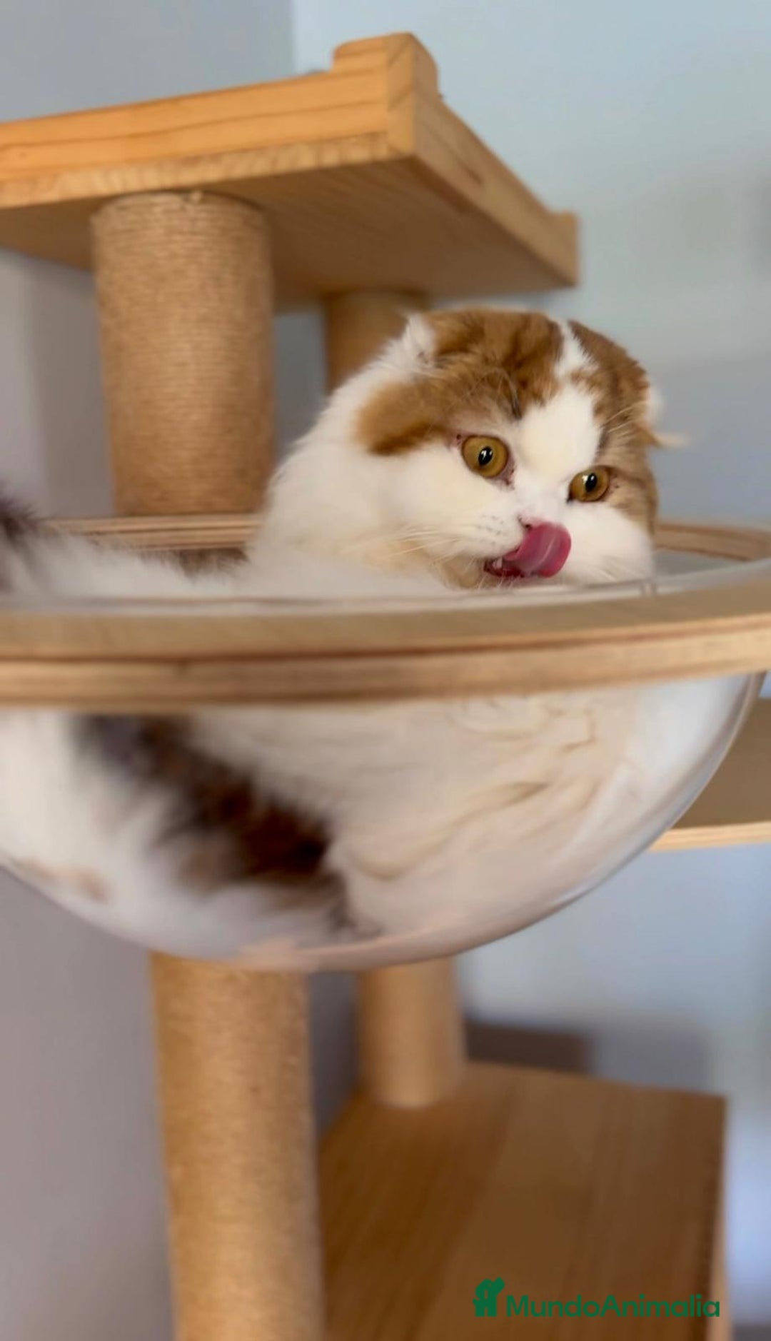 Scottish Fold gatos en venta: Se regala gata Scottish Fold  - Imagen 3